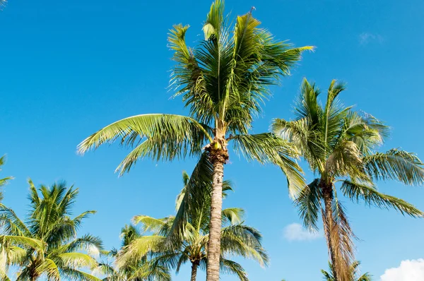 Palmiers Sur Plage Pendant Journée Lumineuse — Photo