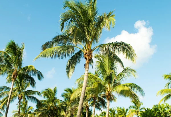 Пальми на пляжі під час яскравого дня — стокове фото