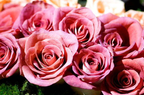 Τα πολλά πολύχρωμα τριαντάφυλλα σε κοντινό πλάνο — Φωτογραφία Αρχείου