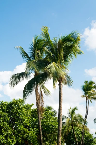 Palmy Plaży Jasny Dzień — Zdjęcie stockowe