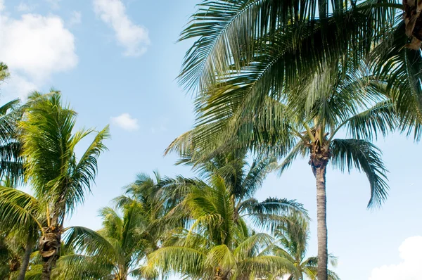 Пальми на пляжі під час яскравого дня — стокове фото