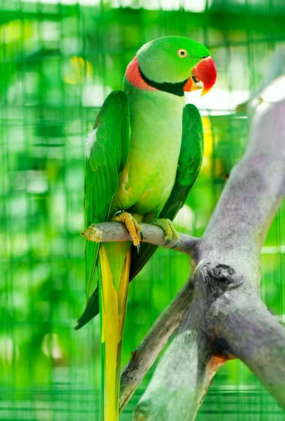 Színes Papagájmadár Sügéren — Stock Fotó