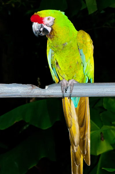 Kolorowy Ptak Papuga Siedzi Grzędzie — Zdjęcie stockowe