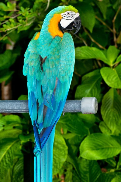 Bunter Papageienvogel sitzt auf der Sitzstange — Stockfoto