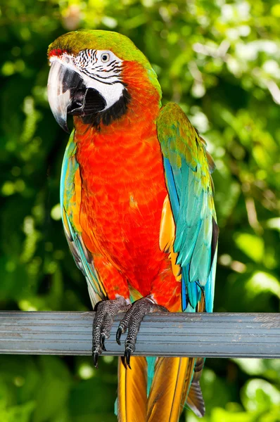 Stock image Colourful parrot bird sitting on the perch