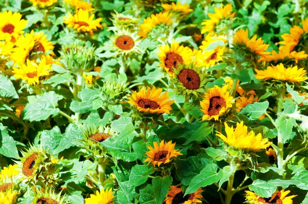 Gelbe Sonnenblumen am strahlenden Sommertag — Stockfoto