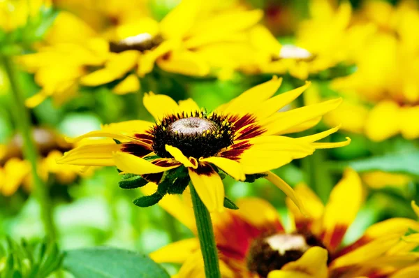 Žluté slunečnice na světlé letní den — Stock fotografie