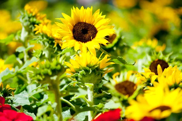 Žluté slunečnice na světlé letní den — Stock fotografie