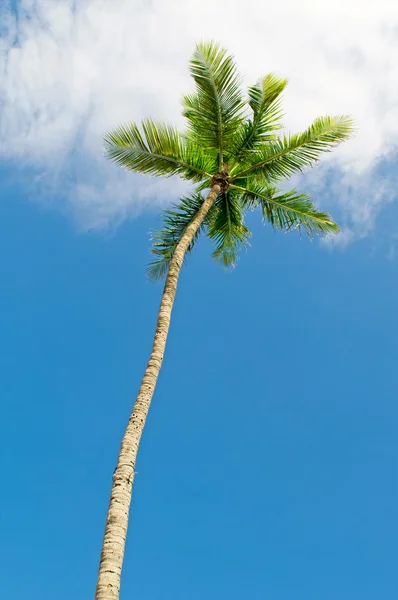 Palms trees on the beach during bright day Stock Photo