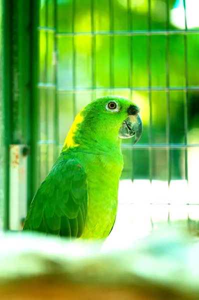 딱다구리 앵무새 — 스톡 사진