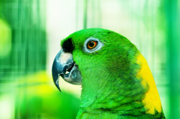 Pájaro Loro Colorido Sentado Percha — Foto de Stock