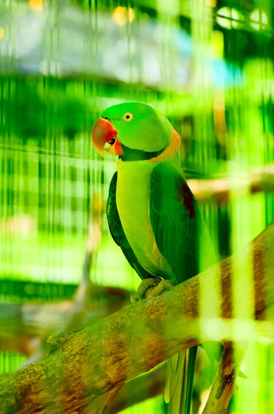 딱다구리 앵무새 — 스톡 사진