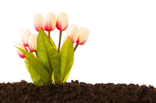 Colourful Tulip Flowers Growing Soil — Stock Photo, Image