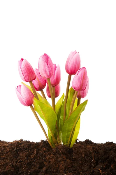 Flores Tulipa Coloridas Crescendo Solo — Fotografia de Stock