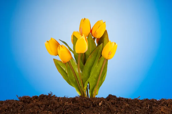 Toprakta Büyüyen Renkli Lale Çiçekleri — Stok fotoğraf