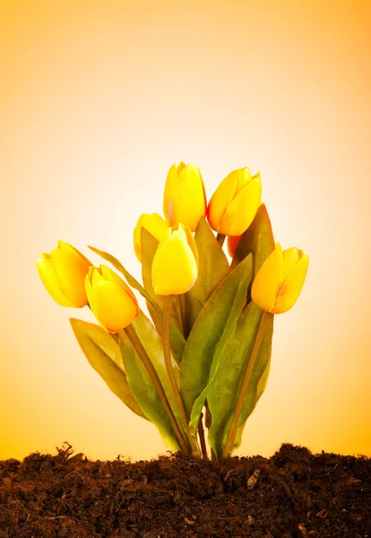 土の中で成長するカラフルなチューリップの花 — ストック写真