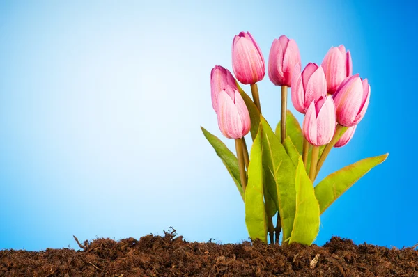 Почве Растут Разноцветные Цветы Тюльпана — стоковое фото