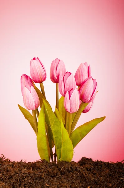 Colourful Tulip Flowers Growing Soil — Stock Photo, Image