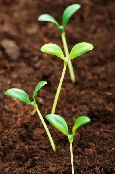 Green Seedling Illustrating Concept New Life — Stock Photo, Image