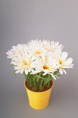 tencerede Beyaz gerbera