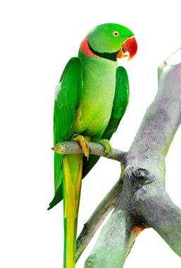 Colourful parrot bird sitting on the perch clipart