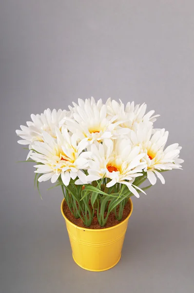 White gerberas in the pot — Stock Photo, Image