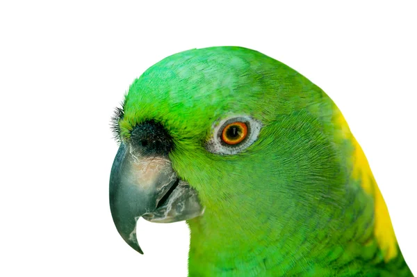 Kolorowy ptak papuga siedzi na grzędzie — Zdjęcie stockowe