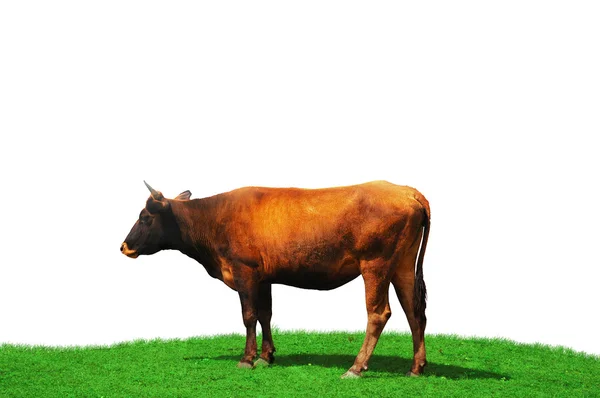 Krowa na białym tle w polu zielonym — Zdjęcie stockowe