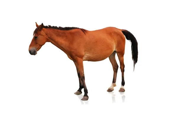 Cavallo marrone isolato sullo sfondo bianco — Foto Stock