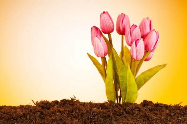 土中生长着五彩缤纷的郁金香花 — 图库照片