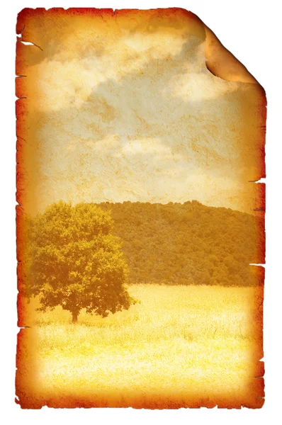 Pšeničné pole na světlé letní den — Stock fotografie