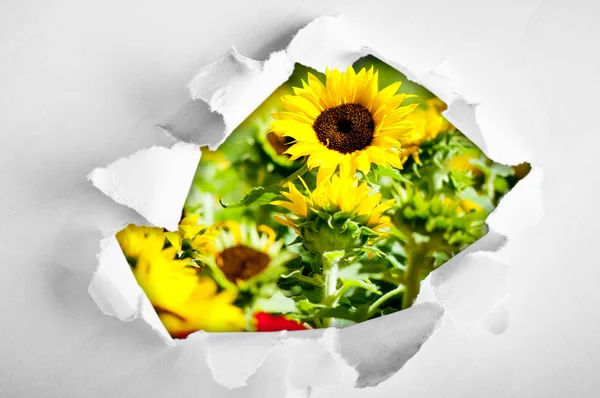 Sunflowers through hole in paper — Stock Photo, Image