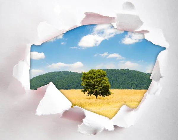 Lonely tree through hole in paper — Stock Photo, Image