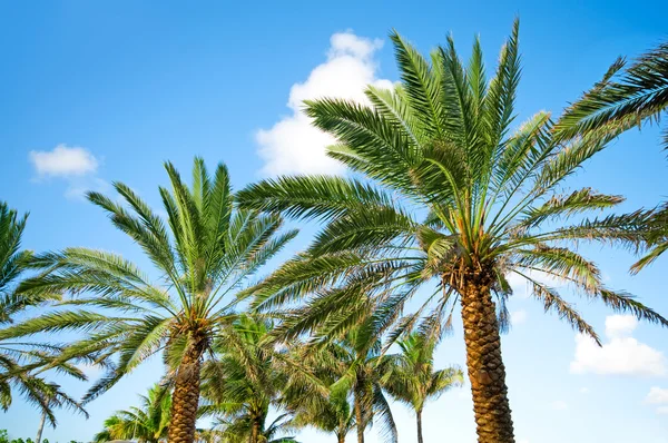 Palmy na plaży w jasny dzień — Zdjęcie stockowe