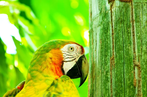 Tünekte oturan renkli papağan kuşu. — Stok fotoğraf