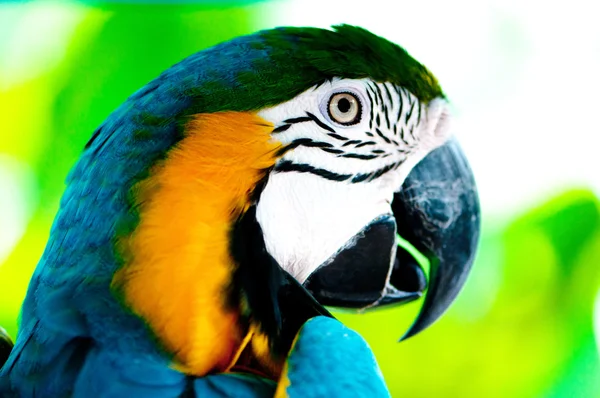 Πολύχρωμο πουλί παπαγάλου που κάθεται στην πέρκα — Φωτογραφία Αρχείου