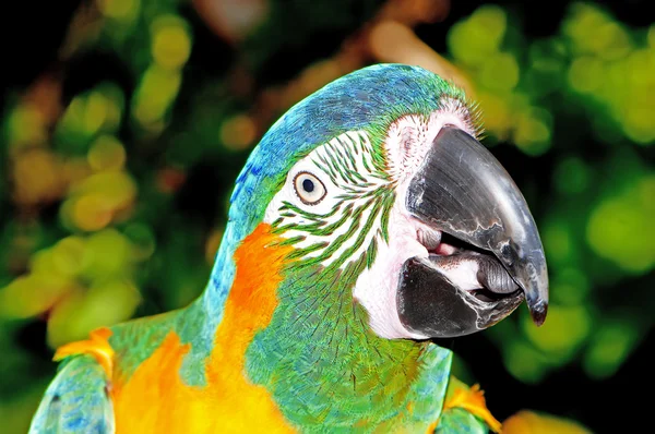 Tünekte oturan renkli papağan kuşu. — Stok fotoğraf