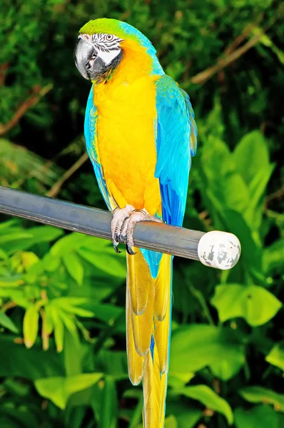На окуни сидит разноцветная птица-попугай — стоковое фото