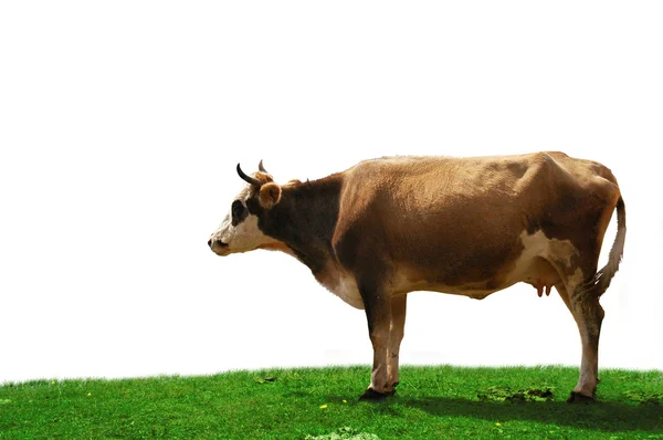 Krowa na białym tle w polu zielonym — Zdjęcie stockowe