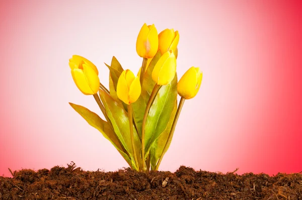 Fleurs de tulipes colorées poussant dans le sol — Photo