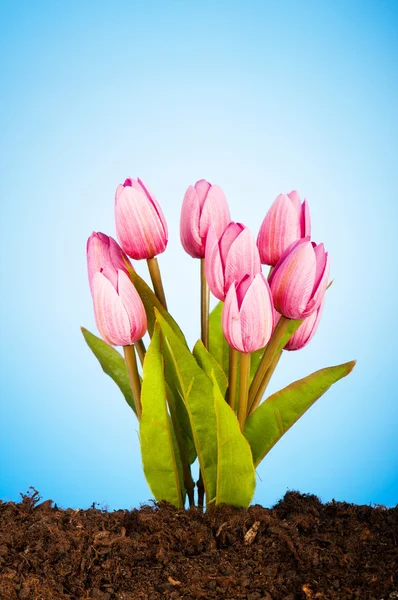 Bunte Tulpenblüten wachsen im Boden — Stockfoto