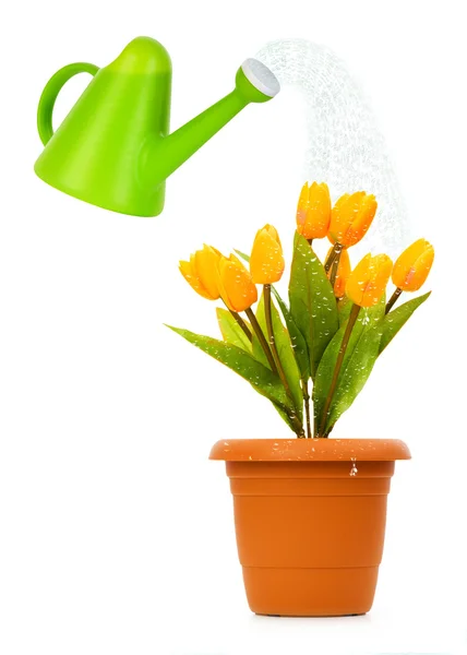 Gießkanne und Topf mit Tulpen — Stockfoto