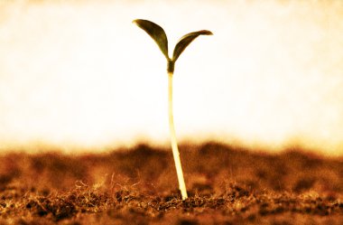 Seedling showing dead nature clipart