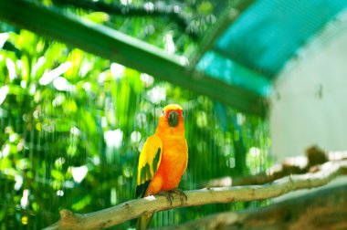 Colourful parrot bird sitting on the perch clipart