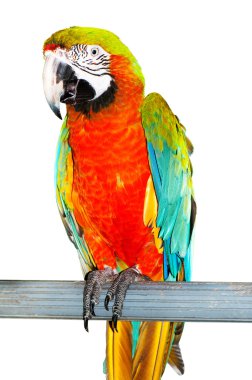 Tünekte oturan renkli papağan kuşu.