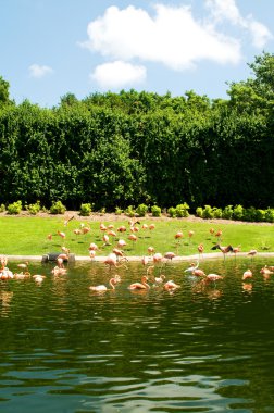 aydınlık bir yaz gününde pembe lamingoes