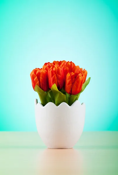 Coloridas flores de tulipán en la olla blanca — Foto de Stock