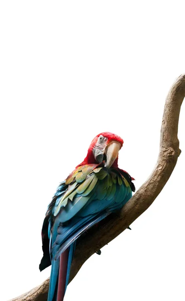 Barevný papoušek sedí na bidýlku — Stock fotografie