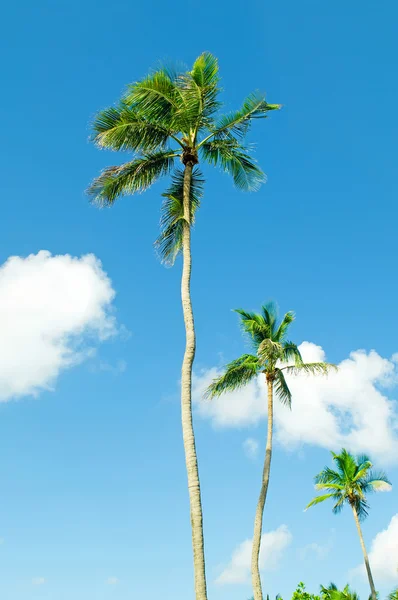 ต้นปาล์มบนชายหาดในวันที่สดใส — ภาพถ่ายสต็อก