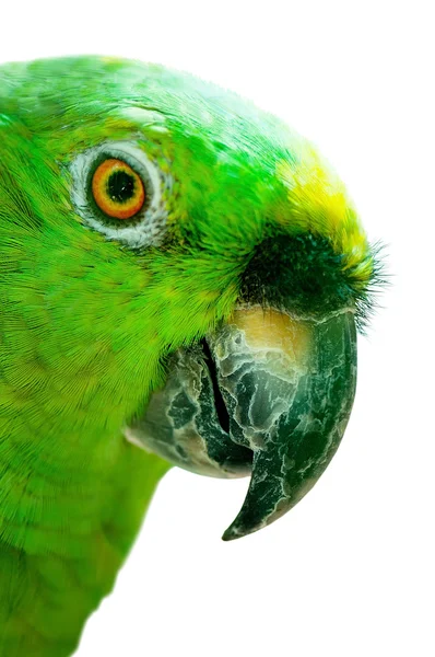 Színes papagájmadár ül a sügéren — Stock Fotó